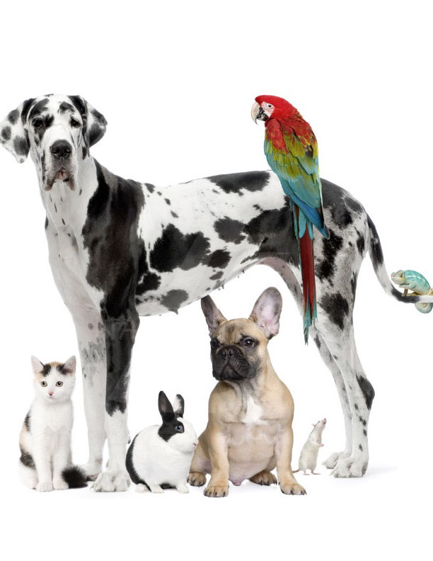 veterina v Murski Soboti